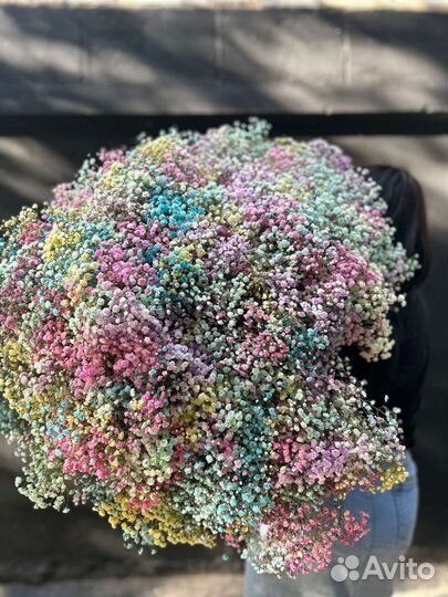 Гипсофила радужная опт