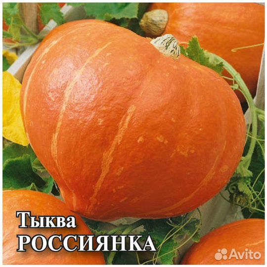 Тыква «Россиянка» 15 семян