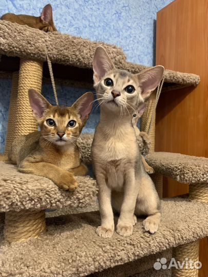 Абиссинские котята