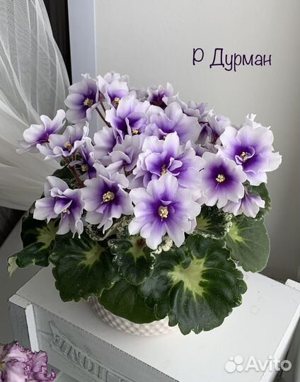 Фиалка сортовая (детки)