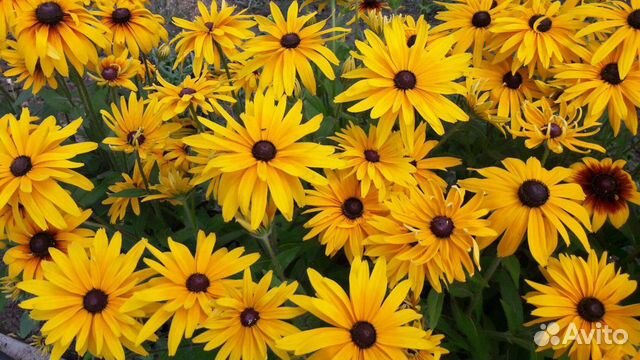 Цветы многолетние