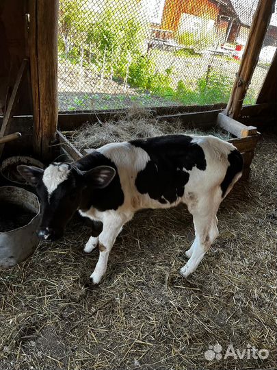 Продам телят