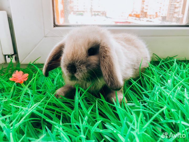 Мини карликовый кролик - редкий