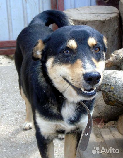 Маврентий в добрые руки