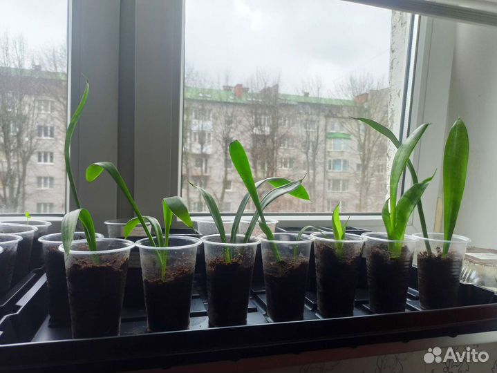 Сансивиерия (тещин язык, щучий хвост)