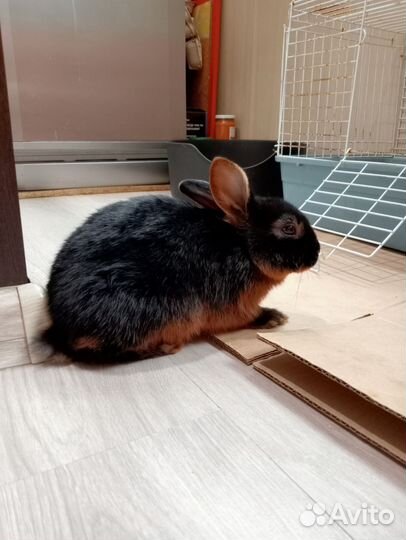 Кролик огневка