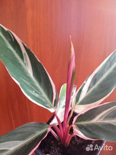 Комнатные цветы