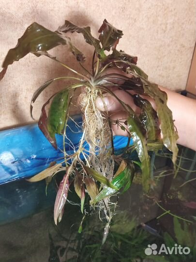 Аквариумные растюшки