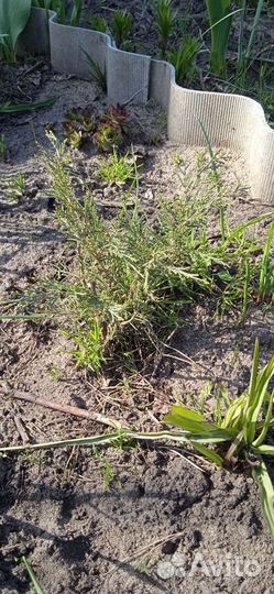 Цветы для сада. Можжевельник