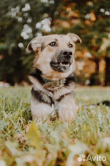 Нежная собака Яшма в добрые руки