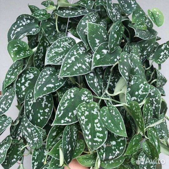 Сциндапсус, эпипремнум