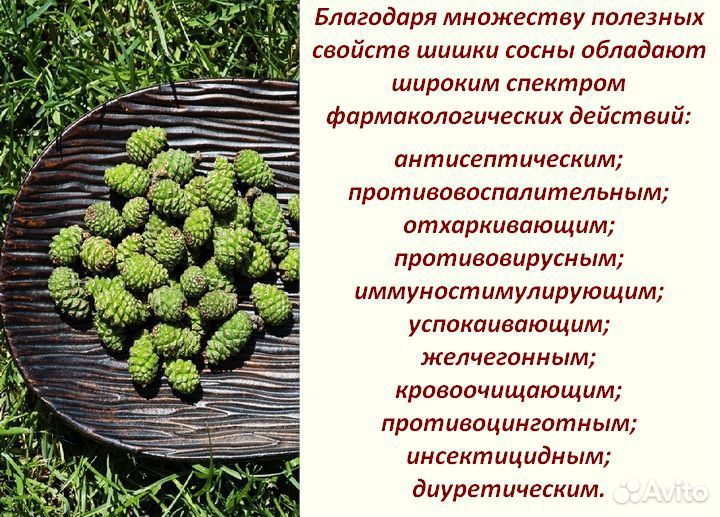 Сосновые шишки молодые в вакууме Предзаказ