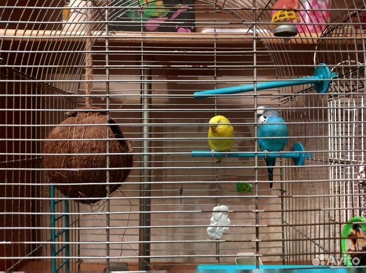 Волнистый попугай с клеткой