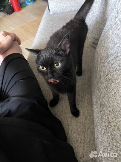Черная Кошка Гела