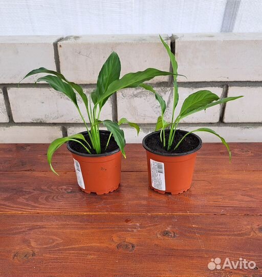 Спатифиллюм, Толстянка