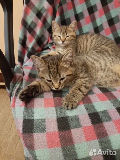 Кошки в добрые руки котята