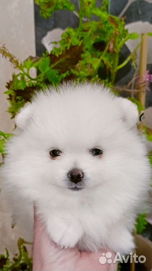 Померанский шпиц