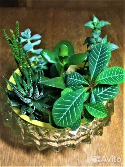 Садик из суккулентов в хрустале