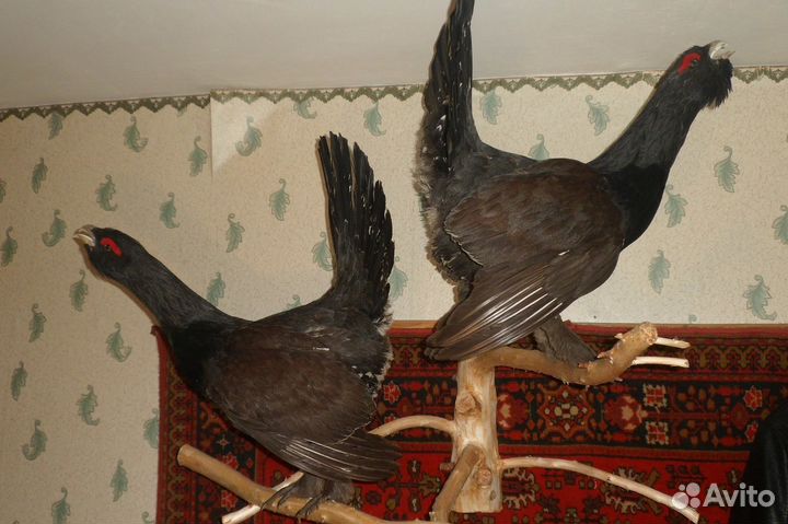 Чучела зверей и птиц