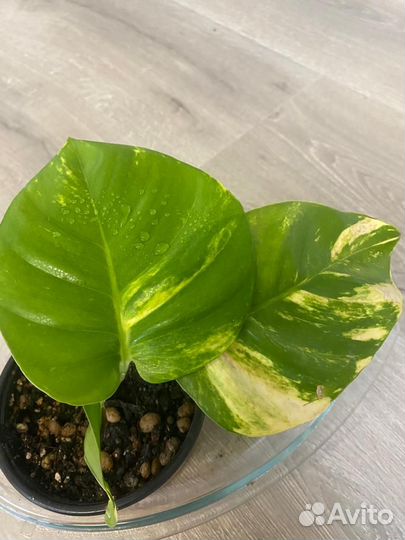 Эпипремнумы пиннатум еллоу и пиннатум вайт