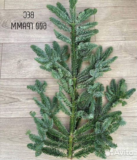 Лапник еловый