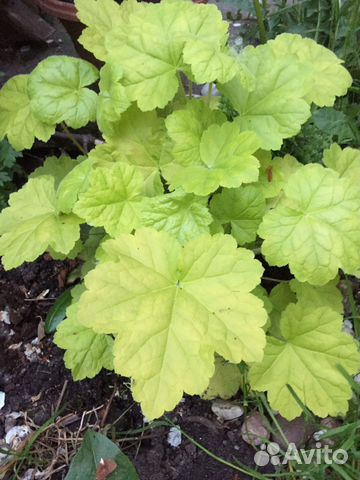 Гейхера лимонная