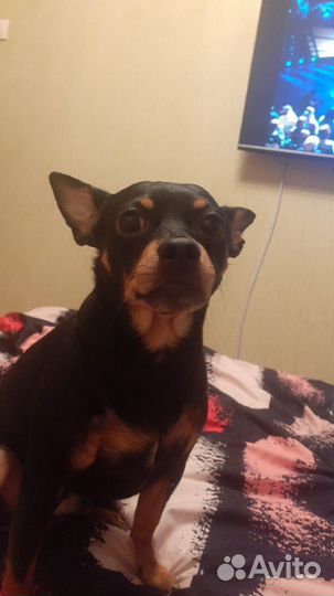 Продажа животных