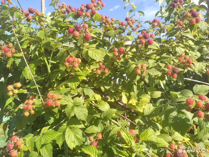 Малина Кумберленд чёрная саженцы