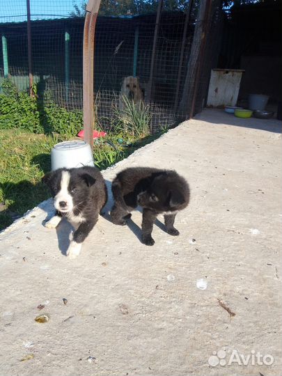 Собака в добрые руки щенок