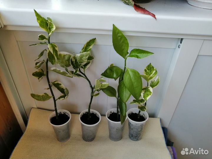 Педилантус