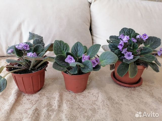 Цветы фиалки