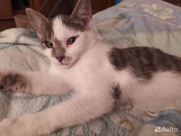 Котенок с зелёными глазами