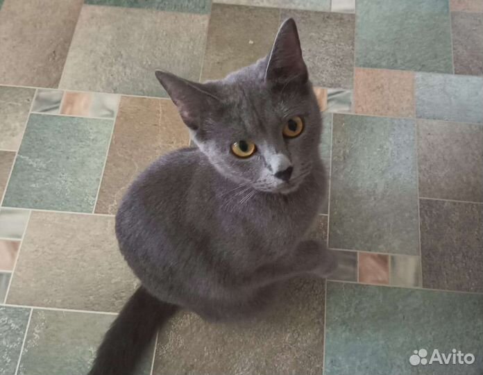 Отдам бесплатно животные