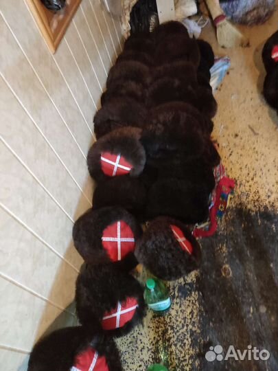 Кубанки из натуральной овчины