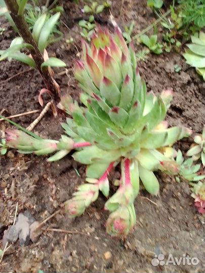 Роза каменная сортовая