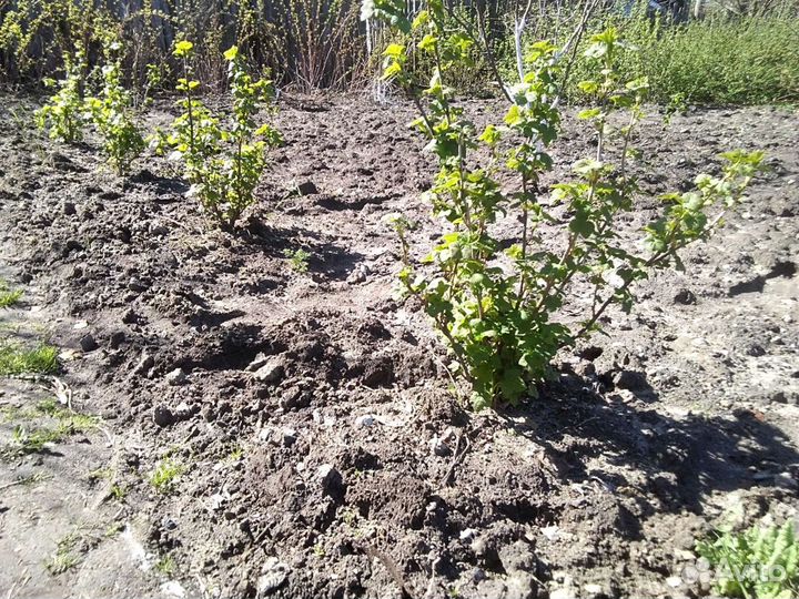 Чёрная, красная, белая смородина крупноплодная