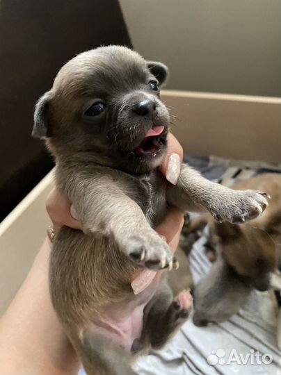 Щенки чихуахуа