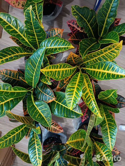 Кодиеум кротон Петра