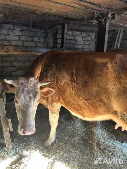 Пораются коровы