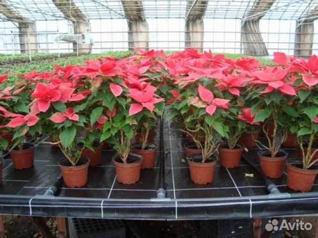 Капиллярные маты