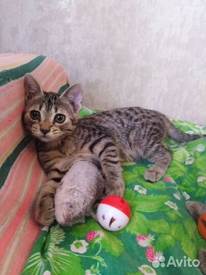 Котята ищут дом