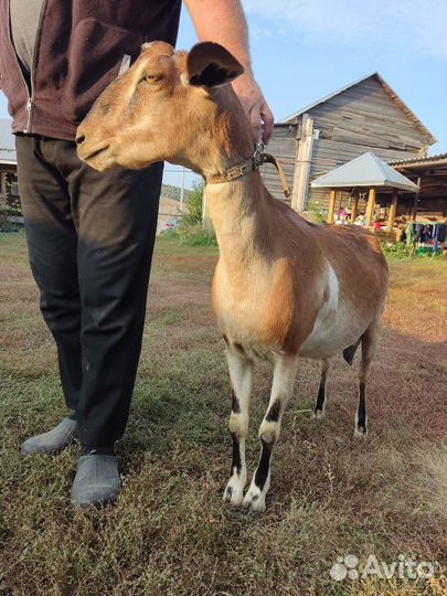 Нубийские козы покрытые процентные