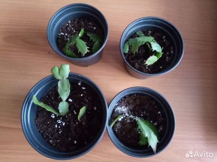 Декабристы