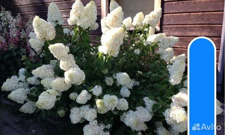 Гортензии белый медведь
