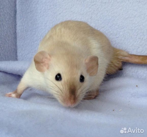 Сиамские, Шоколад Крысята. Проф. Питомник