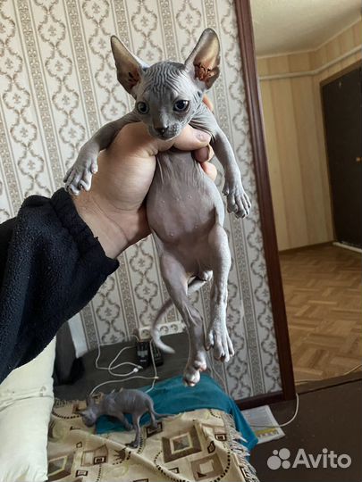 Котята сфинкс