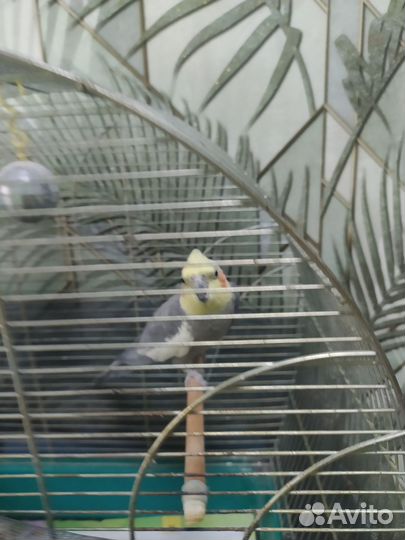 Попугай корелла мальчик