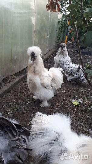 Подам петушков