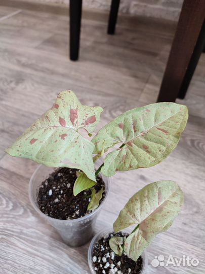 Комнатные растения