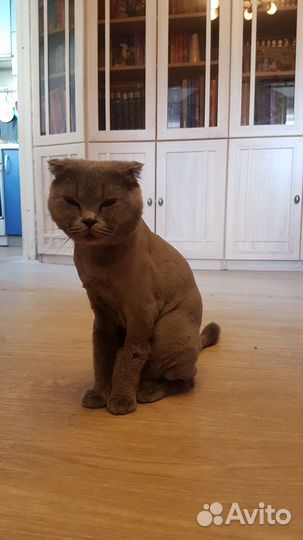 Шотландская вислоухая кошка